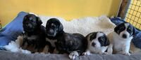 chiots 202503 01