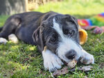 chiots 202604 01