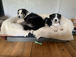 chiots 202604 04